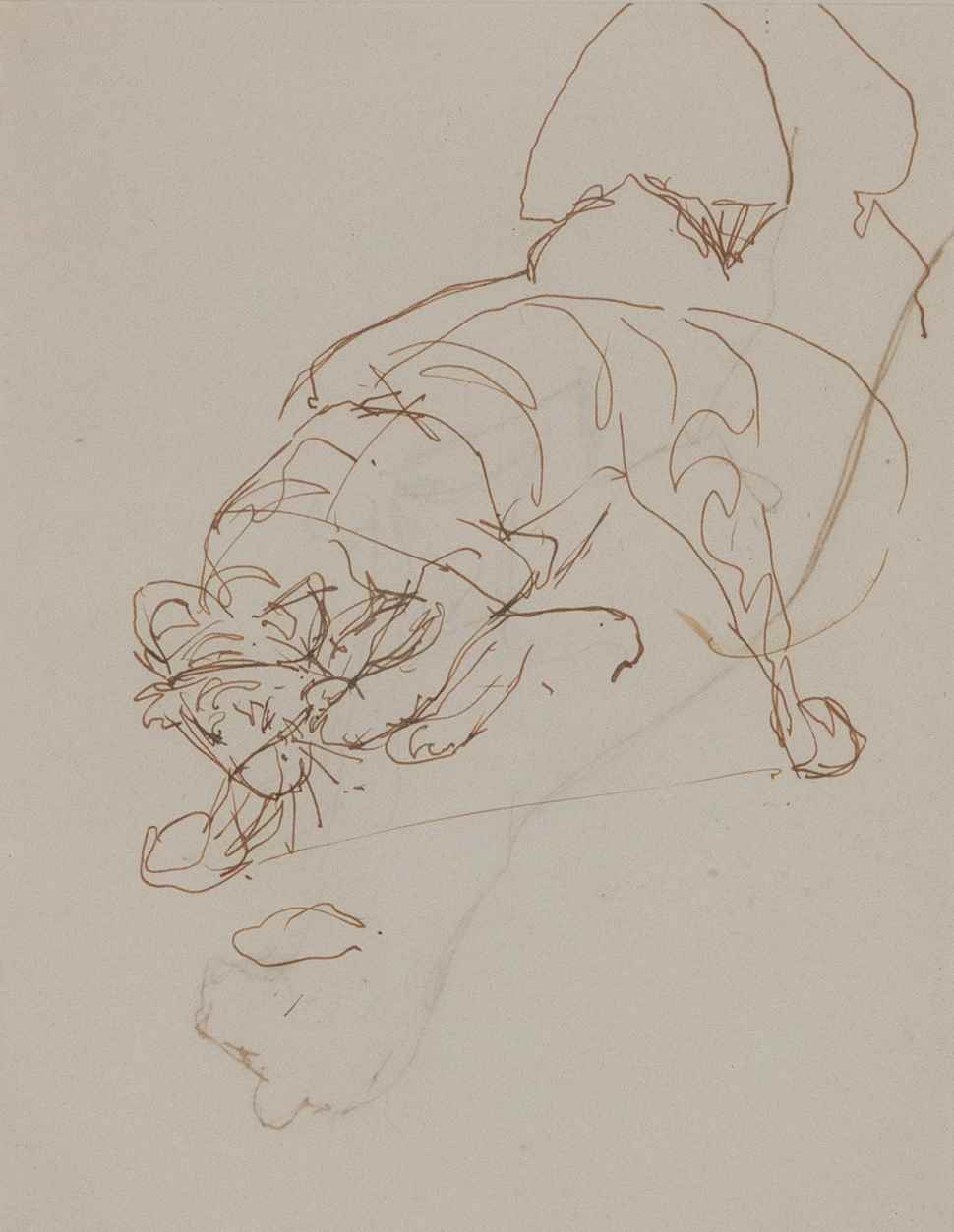 Study of Crouching Tiger - Orovida Pissarro (1893 - 1968)