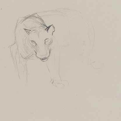 Study of Large Wild Cat Head - Orovida Pissarro (1893 - 1968)