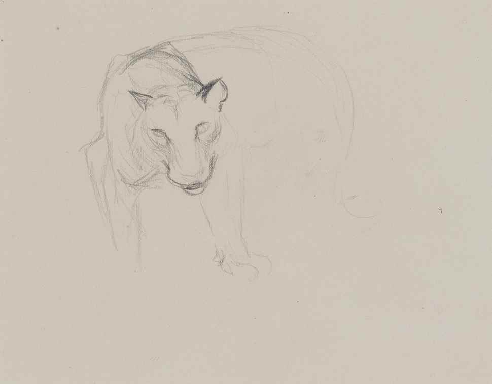 Study of Large Wild Cat Head - Orovida Pissarro (1893 - 1968)